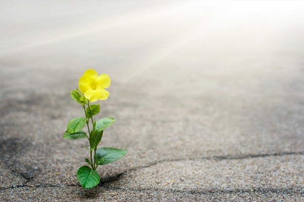 Flower through crack in pavement