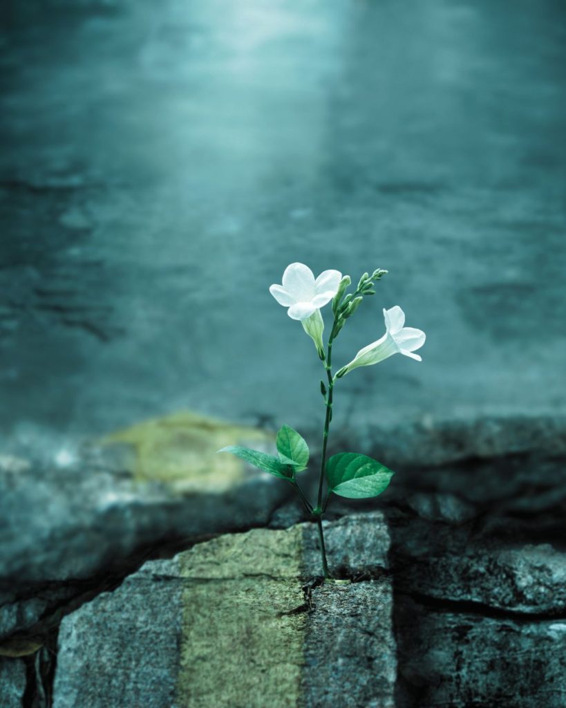 Delicate white flower growing through a crack in the ground.