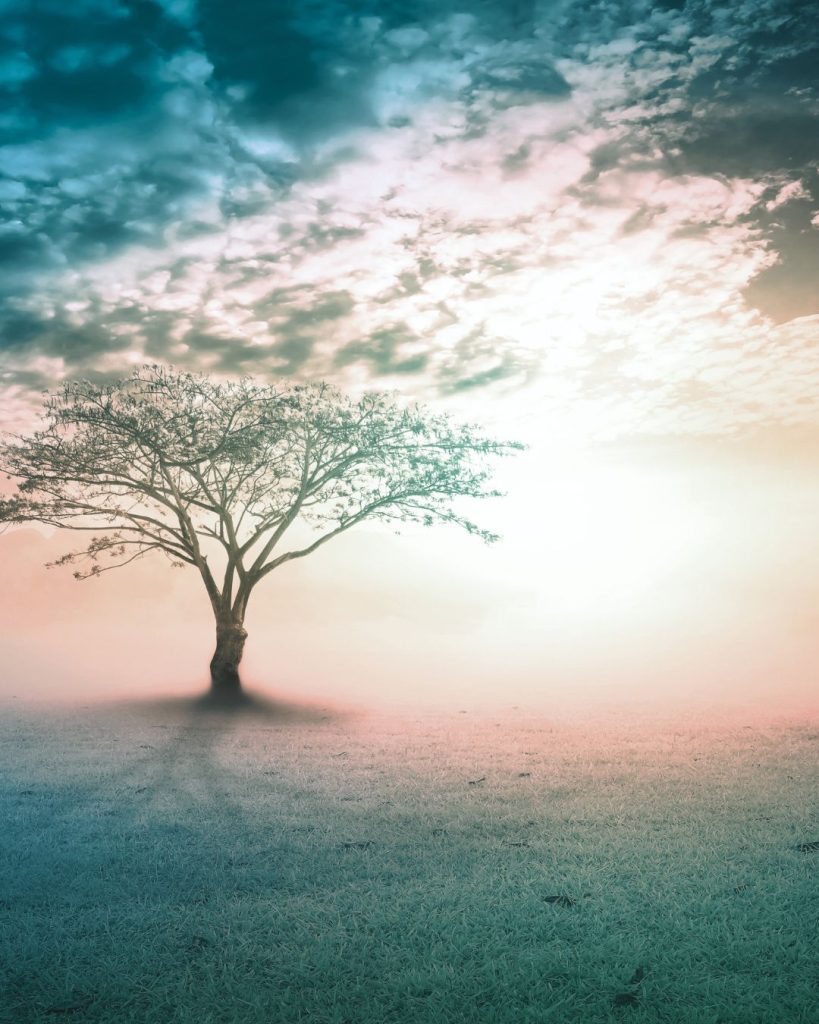 Lone tree in a soft misty landscape beneath a gentle sky, symbolising grief, reflection and healing.