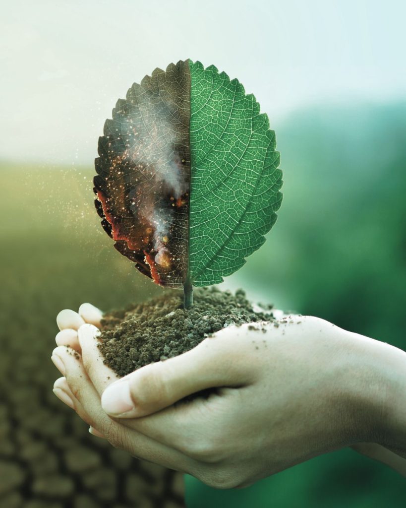 Hands holding soil with a single leaf showing two sides: one burnt and damaged, the other green and healthy.