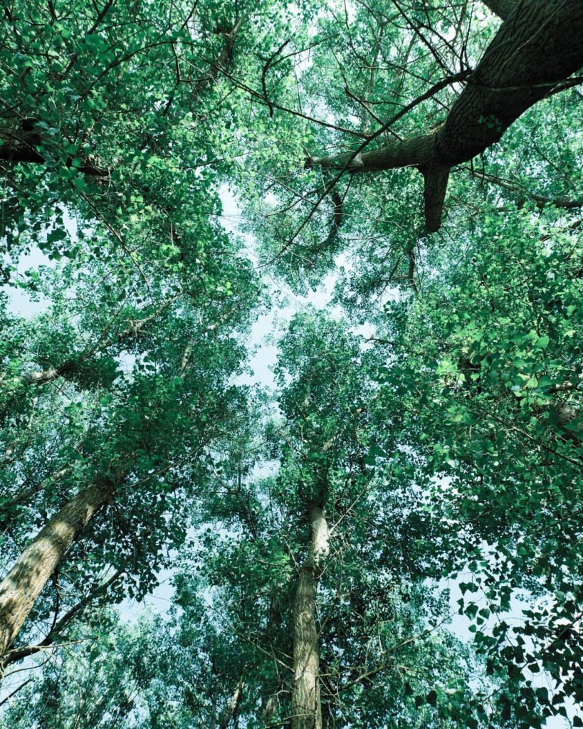 View looking up at tall trees forming a leafy canopy.