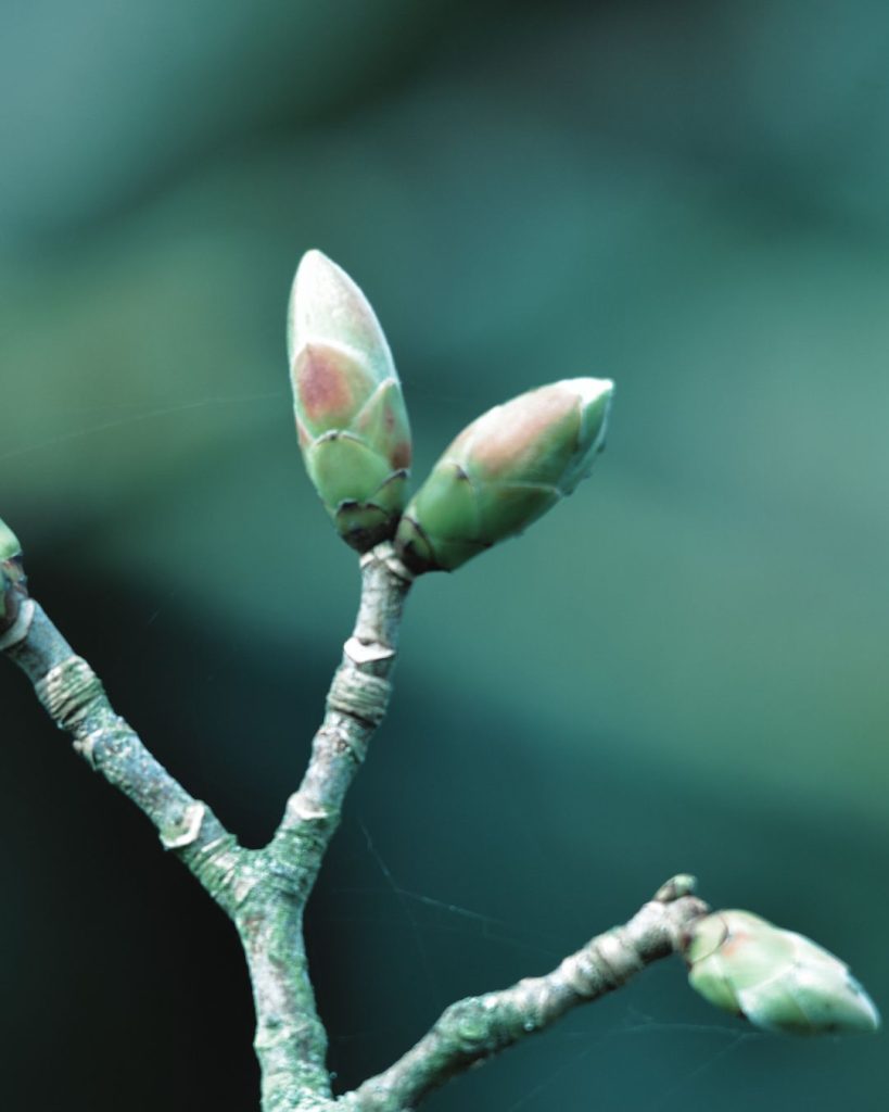 Close up of a branch with new buds forming.