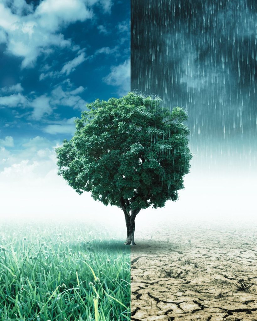 Tree standing between two contrasting landscapes, rain and lush grass on one side, dry cracked ground on the other.