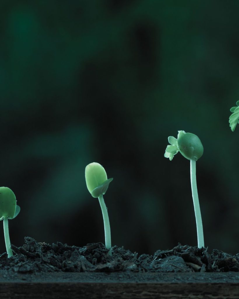Small green seedlings emerging from dark soil.
