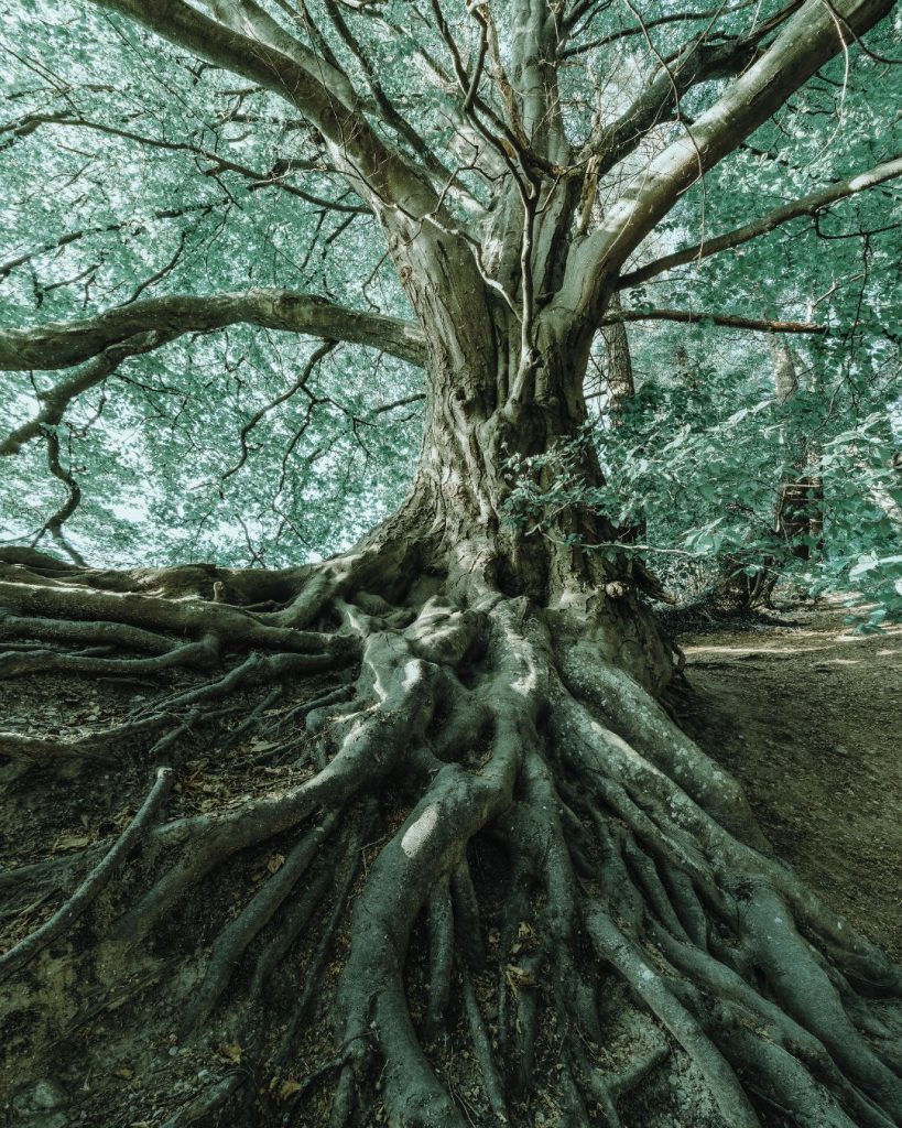 Strong tree symbolising stability and grounding-trauma therapy and emotional resilience in Scunthorpe.