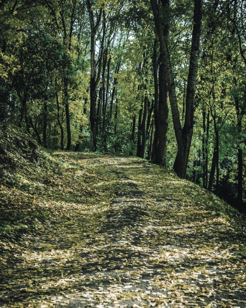 Leaf covered forest path surrounded by tall trees with soft green light, symbolising hope, direction and gentle movement through depression.