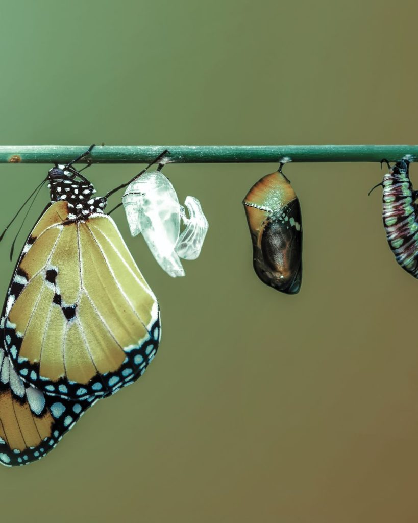 Butterfly emerging from a chrysalis beside other cocoons on a branch.