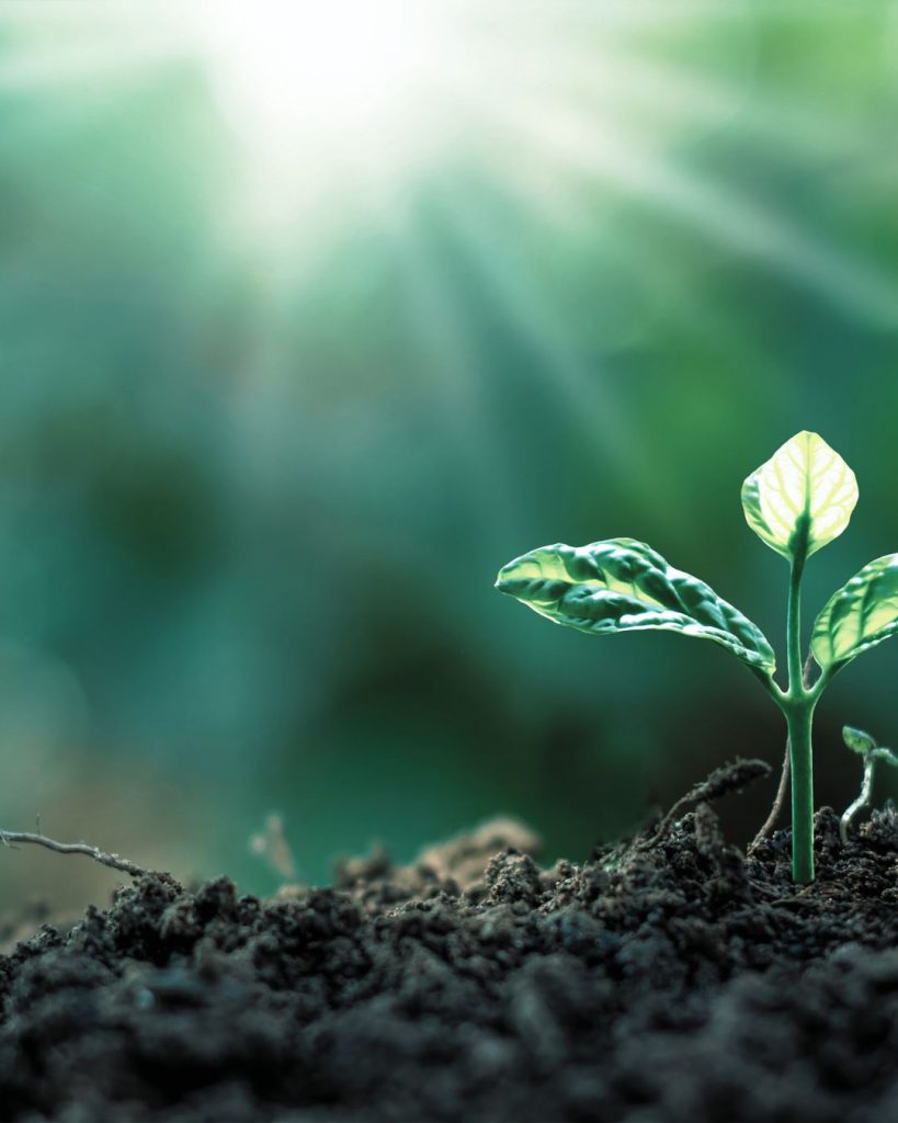 Small green plant growing from fresh soil with soft sunlight, symbolising growth, healing and new beginnings.